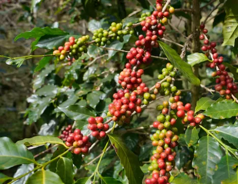 เมล็ดกาแฟโรบัสต้าโบลาเวน ฟาร์มไฮแลนด์